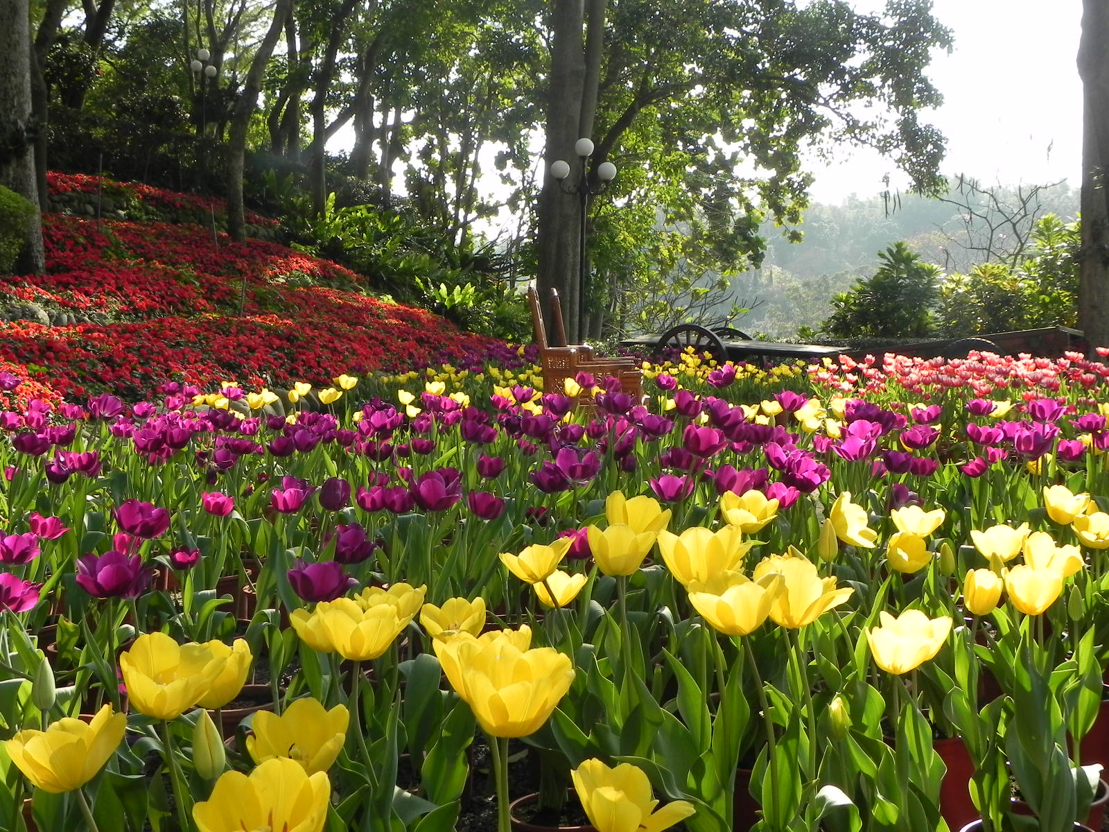 花花世界